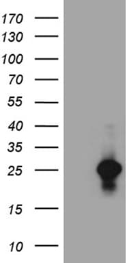 VAX1 Antibody (clone OTI4E5, Carrier-free)