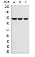 SECISBP2 / SBP2 Antibody