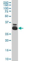 TAF11 Antibody (clone 3H5)