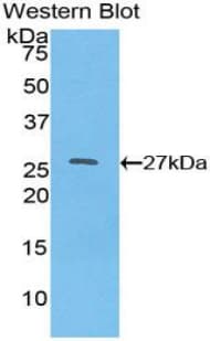 HNF4A / HNF4 Antibody (aa131-330)
