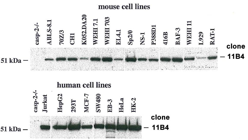 Monoclonal Rat anti-Human CASP2 / Caspase 2 Antibody (clone 11B4, WB)