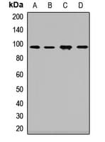 DAG1 / Dystroglycan Antibody