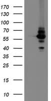 DPH2 Antibody (clone OTI4E7)