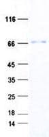 Human CFAP52 / WDR16 Protein (Recombinant His, N-Terminal)
