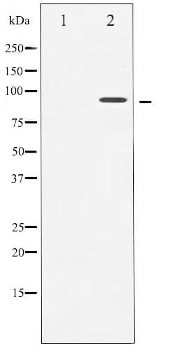 NTRK1 / TrkA Antibody (phospho-Tyr680/681)
