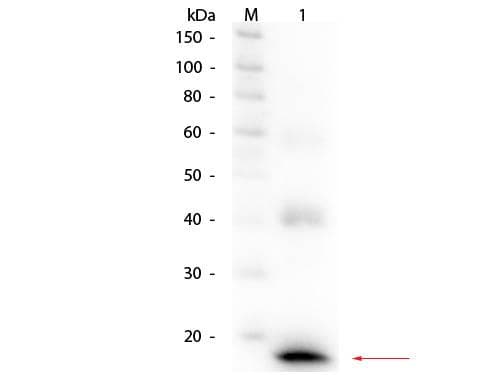 Polyclonal Rabbit anti-Mouse IL-1B / IL-1 Beta Antibody (Biotin, IHC, IF, WB)