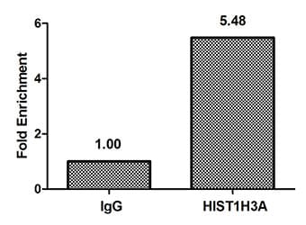 Polyclonal Rabbit anti-Human HIST1H3A Antibody (IHC, IF, WB)