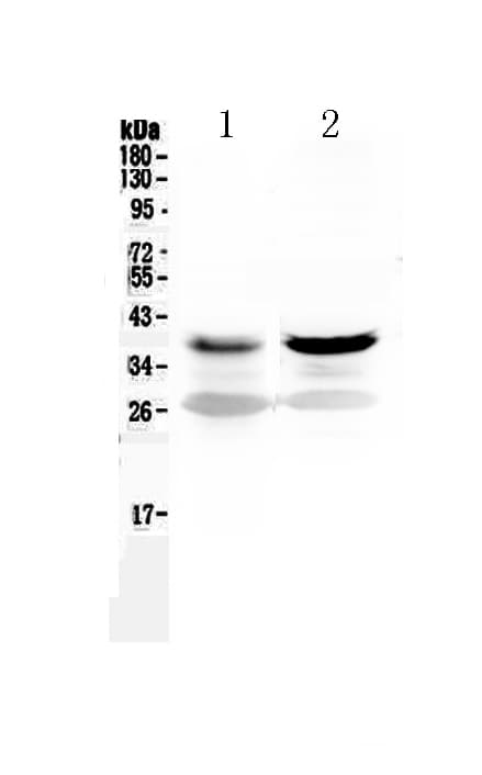 MAP2K6 / MEK6 / MKK6 Antibody