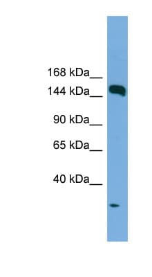 EEA1 Antibody (aa35-84)