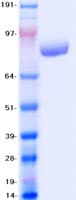 Human VCP Protein (Recombinant Myc-DDK (Flag))