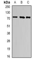 ATF6 Antibody