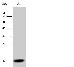 Dengue Virus Capsid Antibody (clone 05, Preservative Free)