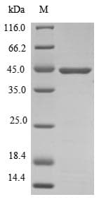 Mouse ATOH1 / MATH-1 Protein (Recombinant 6His, N-terminus)