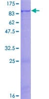 Human ZNF658 Protein (Recombinant GST)