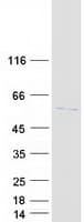 Human KAT5 / TIP60 Protein (Recombinant Myc-DDK (Flag))
