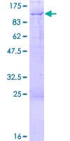 Human TAFII70 / TAF6 Protein (Recombinant GST)