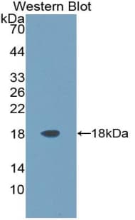 ARTN / Artemin Antibody (aa112-224)