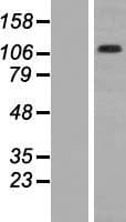 Human ITGA2B / CD41 Protein (Over-Expression Lysate Myc-DDK (Flag))