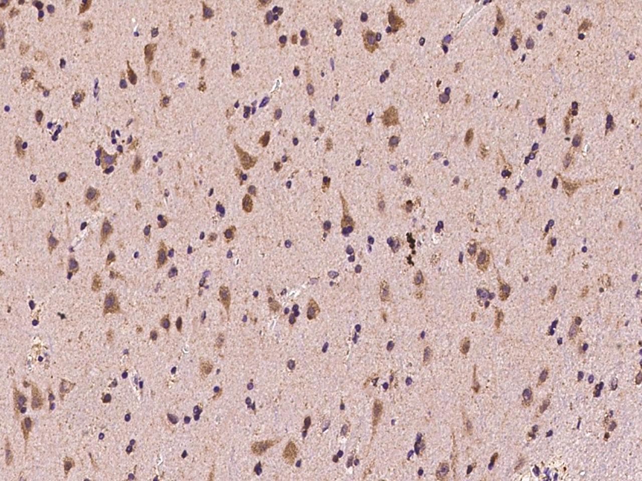 GAS7 Antibody