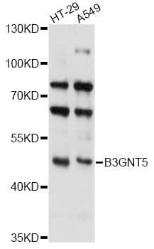 B3GNT5 Antibody