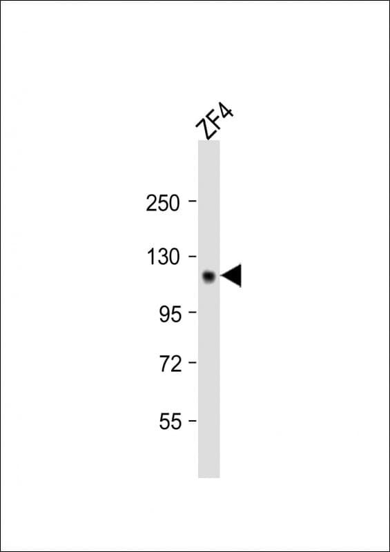 STIL Antibody (aa866-900)