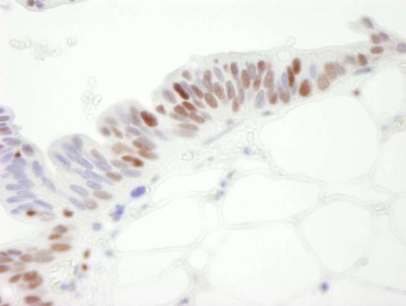 Polyclonal Goat anti-Human MCM3 Antibody (aa500-550, IHC)