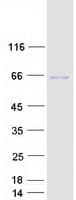 Human PGM1 / Phosphoglucomutase 1 Protein (Recombinant Myc-DDK (Flag))