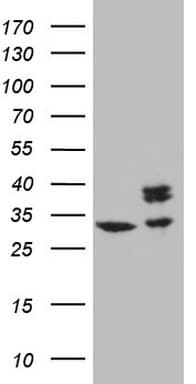SDHB Antibody (clone OTI3F5, Carrier-free)