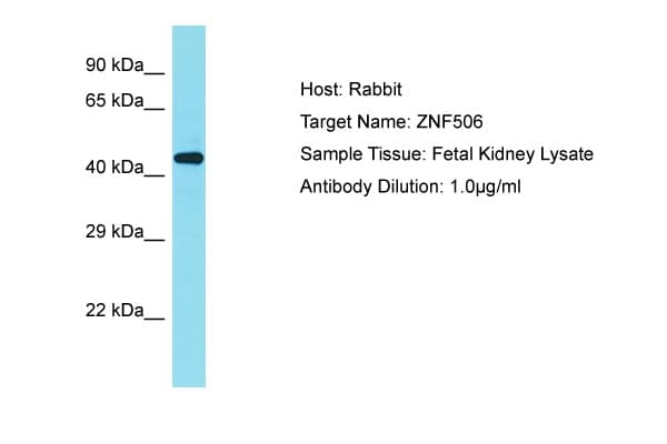 ZNF506 Antibody (aa322-371)