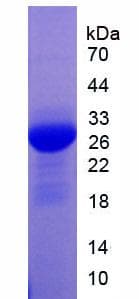 Rat PPID / Cyclophilin D Protein (Recombinant His-T7)