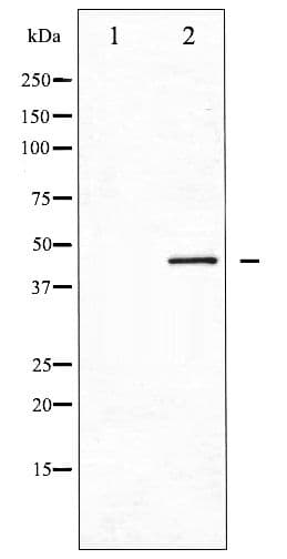 CDC37 Antibody (phospho-Ser13)