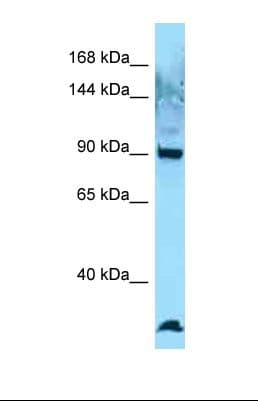 EZR / Ezrin Antibody (aa781-830)