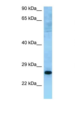 MUTED Antibody (C-Terminus)