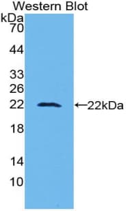 ATF4 Antibody (aa126-291)