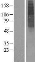 ALG3 / NOT Protein (Over-Expression Lysate Myc-DDK (Flag))