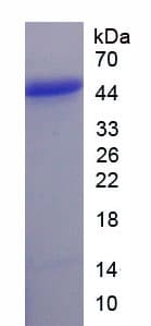 Pig FGF21 Protein (Recombinant His-GST, N-terminus)