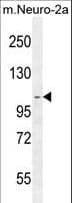 SCARF2 Antibody (aa826-854)