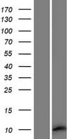 MEIG1 Protein (Over-Expression Lysate Myc-DDK (Flag))