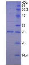 Human GZMM / Granzyme M Protein (Recombinant His, N-Terminal)