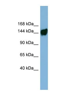 AASDH / ACSF4 Antibody (C-Terminus)