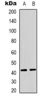 PEX10 Antibody (Internal)