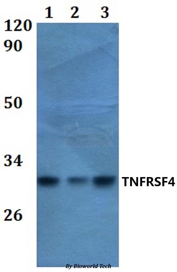 Polyclonal Rabbit anti-Human TNFRSF4 / CD134 / OX40 Antibody (WB)