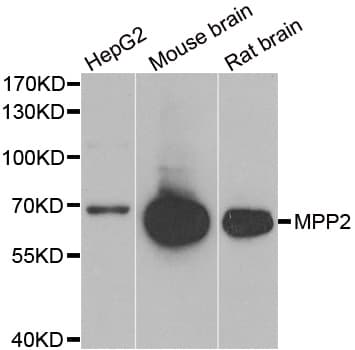 MPP2 Antibody