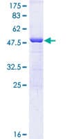 Human PRDX6 / Peroxiredoxin 6 Protein (Recombinant GST)