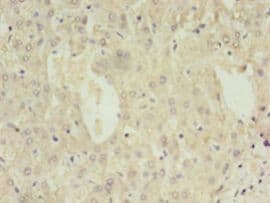 DAO / D Amino Acid Oxidase Antibody (aa1-347, Biotin)