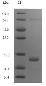 Pig PMAP-36 Protein (Recombinant 6His-SUMO, N-terminus)