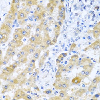 Gm13125 Antibody