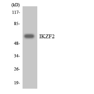 IKZF2 / HELIOS Antibody (aa348-397)