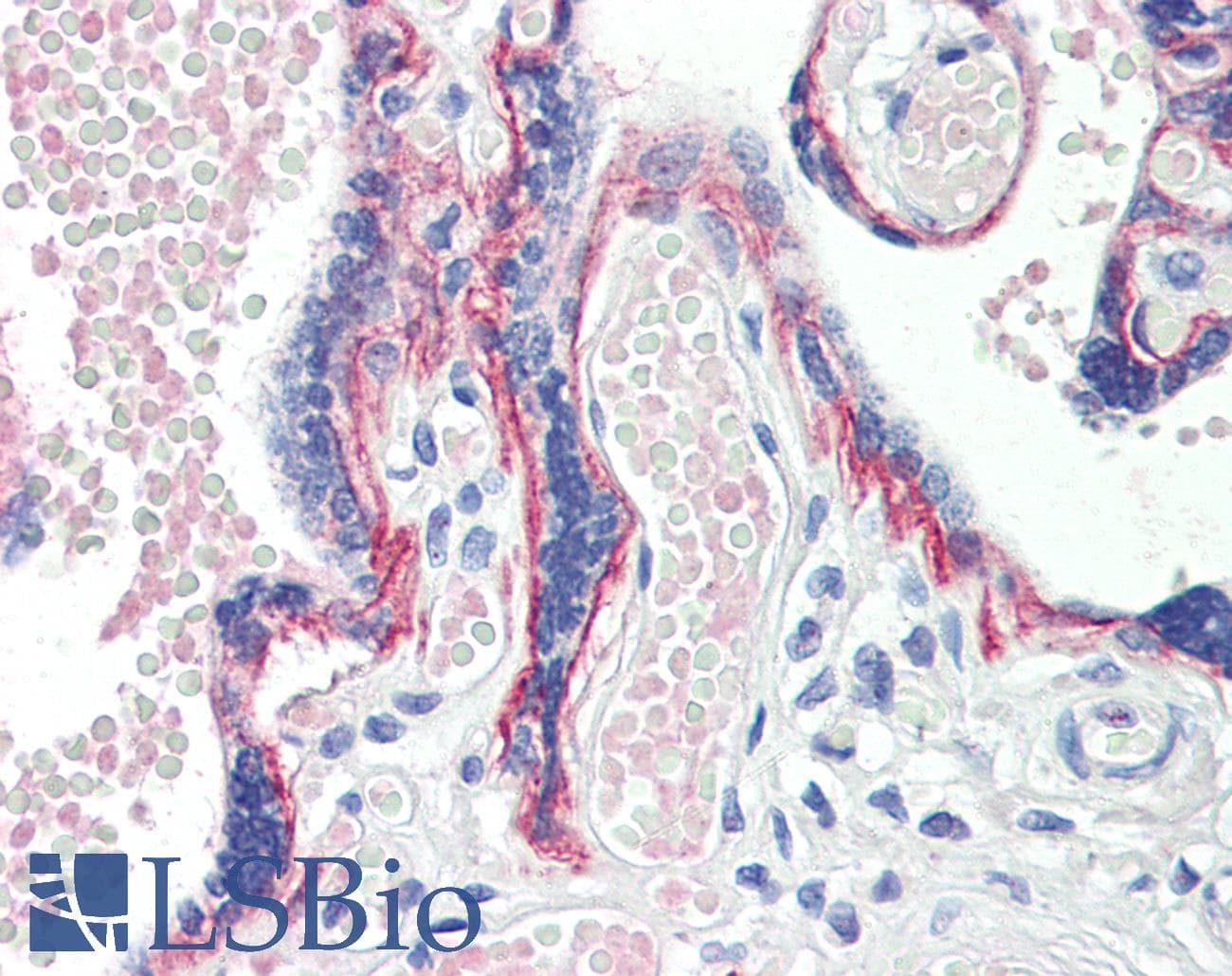 IHC-plus™ BOD1 Antibody (aa91-101)