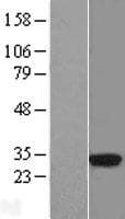 HLA-DRB3 Protein (Over-Expression Lysate Myc-DDK (Flag))